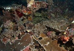 Raja Ampat 2016 - Eucrossorhinus Daypogon - Tasselled Wobbegon - Requin Tapis barbus - IMG_5331_rc